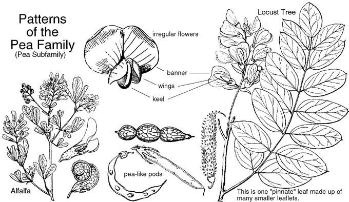 A line drawing pattern showing the characteristics of plants and flowers of the Pea (Fabaceae) Family