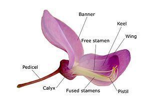 Parts of the Wisteria Sinensis flower, commonly known as the Chinese wisteria