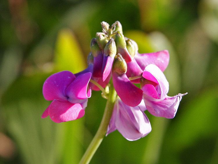 A sweet pea flower with pink butterfly-like petals and pink buds