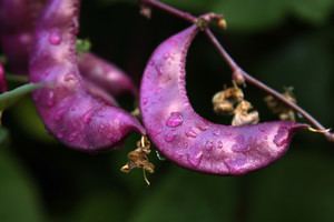 Purple flat moon-shaped Hyacinth Bean plant