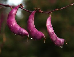 Purple flat moon-shaped Hyacinth Bean plant