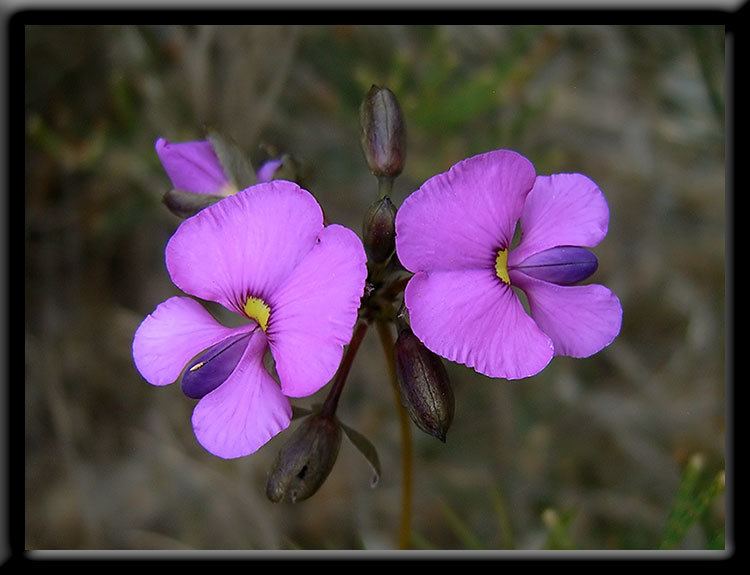 Faboideae Fabulous Pea wildflowers in Western Australia information and