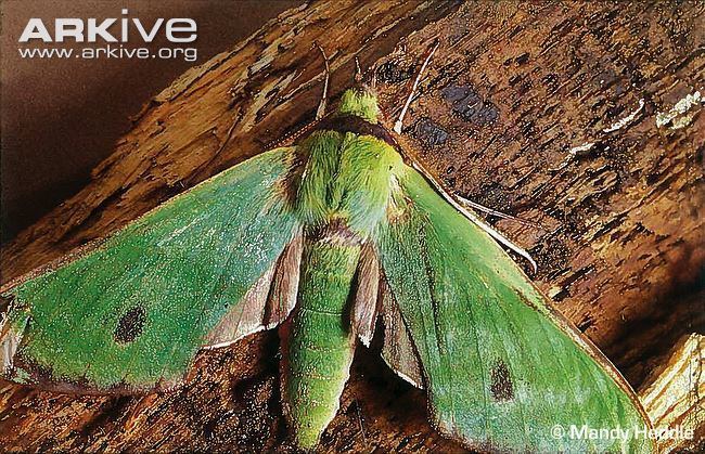 Fabulous green sphinx moth cdn2arkiveorgmediaBEBEFE43BE1EB0443E877BD