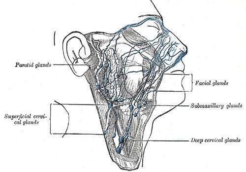 Facial lymph nodes