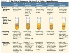 Facultative anaerobic organism- The effect of oxygen on the growth of various types of bacteria