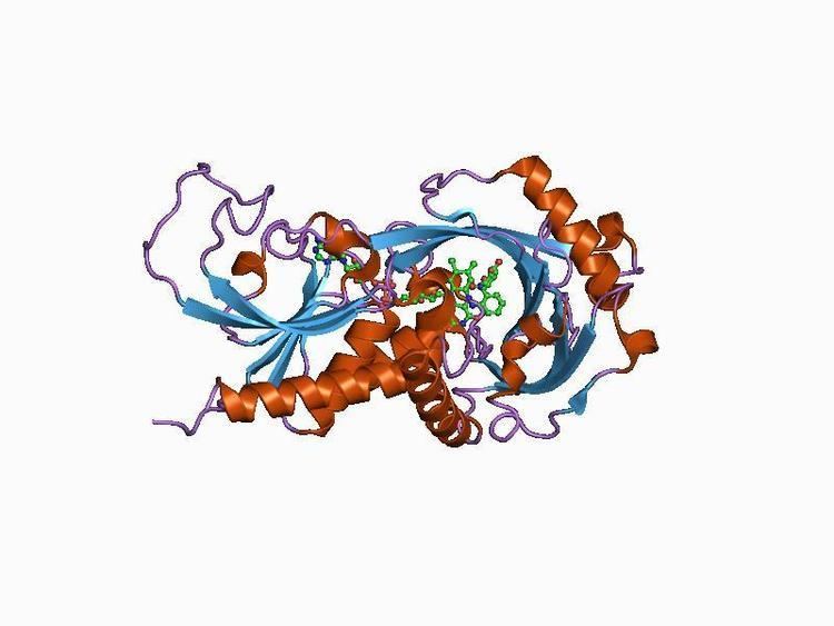 FAD dependent oxidoreductase family