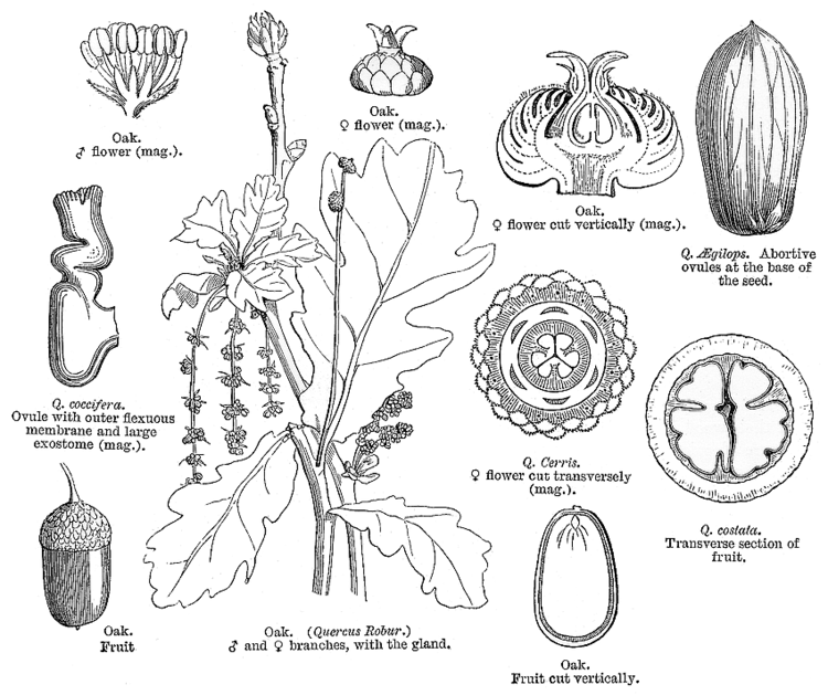 Fagaceae Angiosperm families Fagaceae Dum