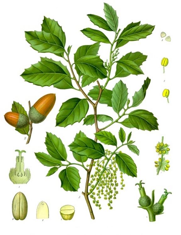 Fagaceae Fagaceae Page