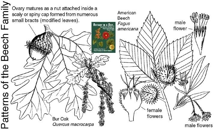 Fagaceae Fagaceae Beech Family Identify flowers shrubs and trees