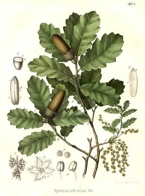 Fagaceae Fagaceae Quercus infectoria