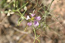 Fagonia pachyacantha httpsuploadwikimediaorgwikipediacommonsthu