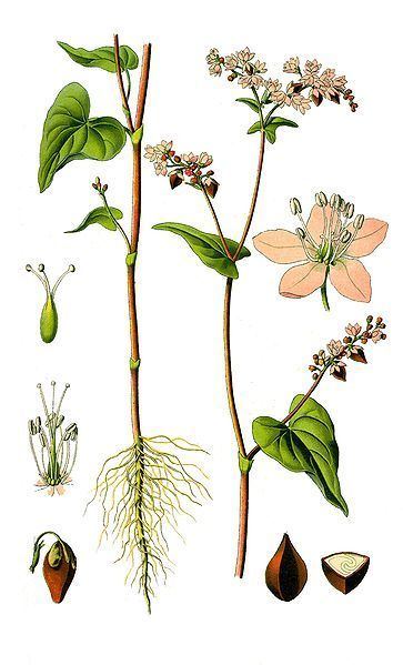 Fagopyrum Fagopyrum esculentum Common buckwheat Polygonum fagopyrum