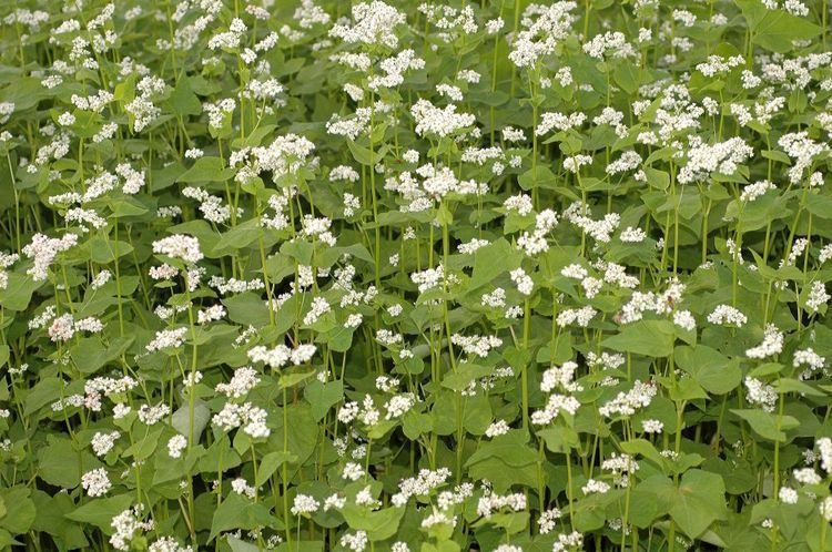 Fagopyrum Fagopyrum esculentum Polygonaceae image 7217 at PlantSystematicsorg