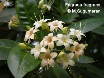 Fagraea Fagraea images