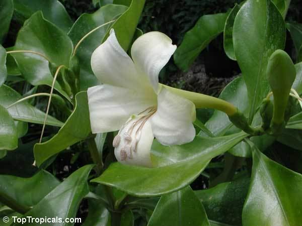 Fagraea Fagraea ceilanica Perfume Flower Tree Pua Keni Keni Trai Tichlan