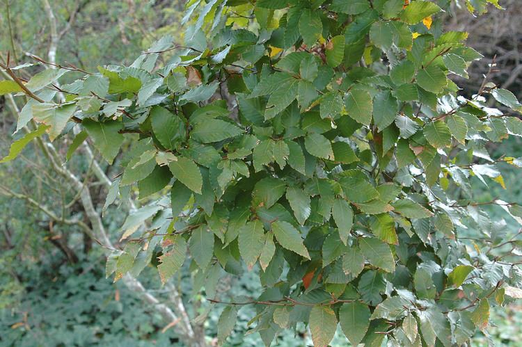 Fagus mexicana fagu747