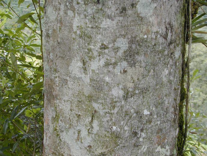 Fagus mexicana Fagus mexicana Fagaceae image 1151 at PlantSystematicsorg