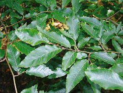 Fagus mexicana Birchfleet Nurseries