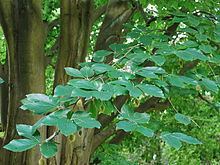 Fagus orientalis httpsuploadwikimediaorgwikipediacommonsthu