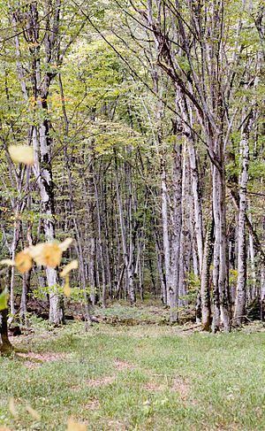 Fagus orientalis Fagus orientalis Wikipedia