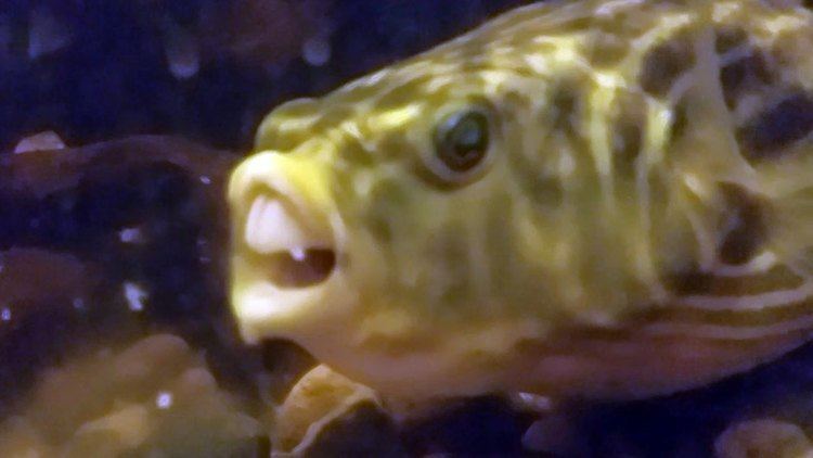 Fahaka pufferfish - Alchetron, The Free Social Encyclopedia