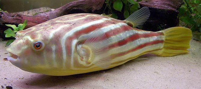 Fahaka pufferfish Fahaka Puffer Tetraodon lineatus Tropical Fish Keeping