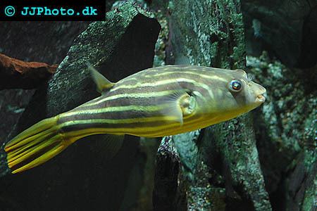 Fahaka pufferfish badmanstropicalfishcomFishFreshwatertetraodon