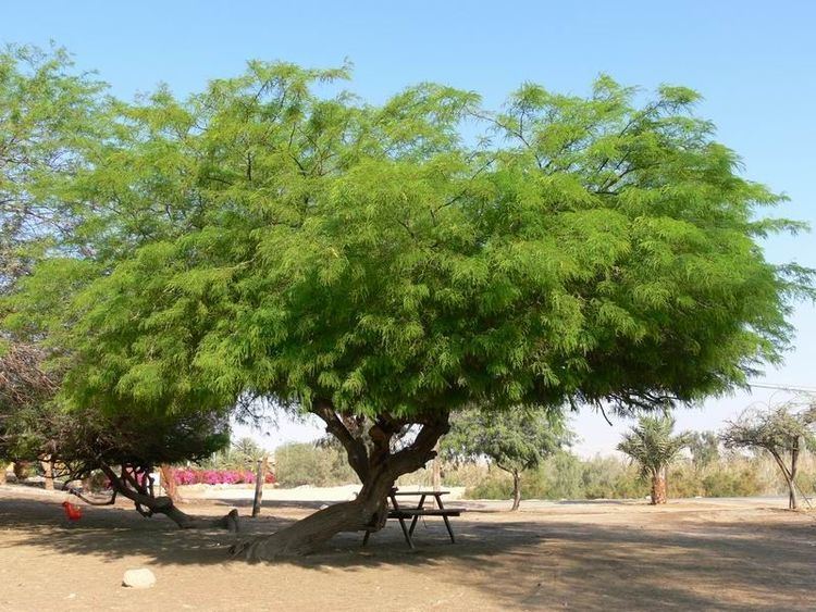 Faidherbia Faidherbia Acacia Albida Ana Tree Anaboom 30 m S A no 159 Protected