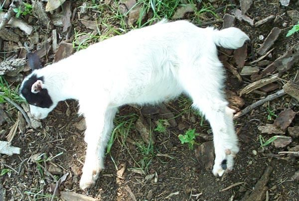 Fainting goat Fainting goat Wikipedia
