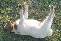 Fainting goat 1000 images about Fainting Goats on Pinterest Gifs Fainting goat