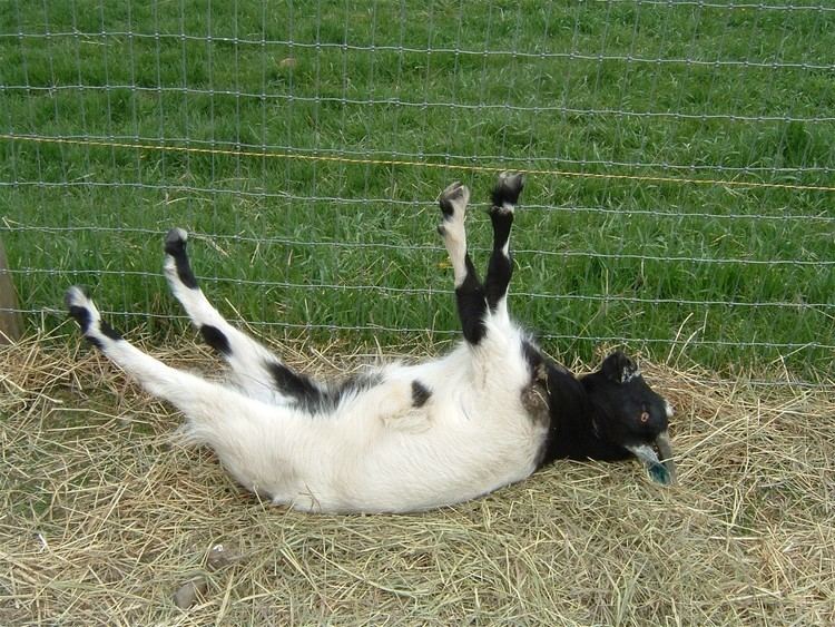 Fainting goat Fainting Goats The Goat Guide Complete Goat Resource