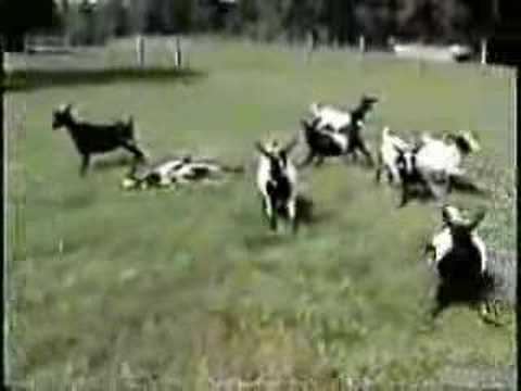 Fainting goat httpsiytimgcomviwe9CdNPuJghqdefaultjpg