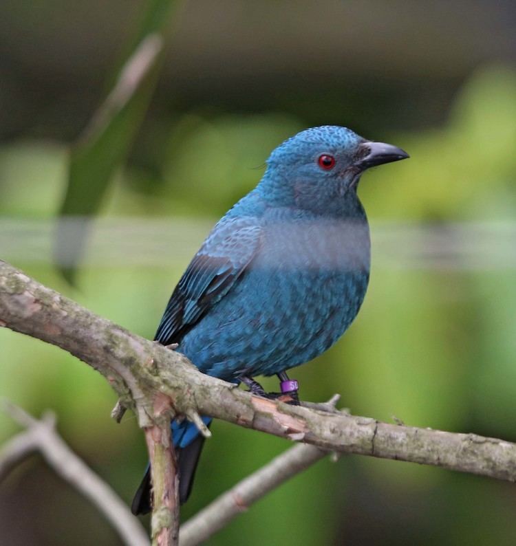 Fairy-bluebird Pictures and information on Asian Fairybluebird