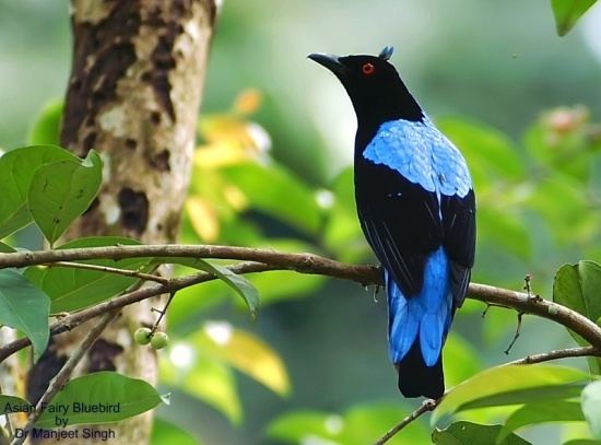 Fairy-bluebird Asian Fairybluebird BirdForum Opus