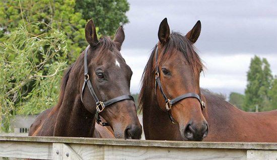 Fairy King Prawn Greater spotlight to fall on retiring NZ thoroughbreds Horsetalkconz