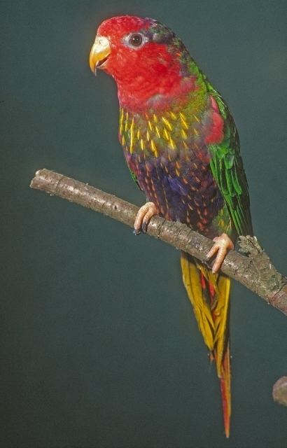 Fairy lorikeet Fairy Lorikeet World Parrot Trust