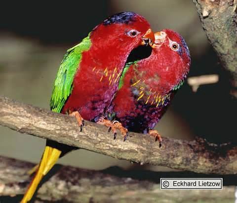 Fairy lorikeet Pinterest The world39s catalog of ideas