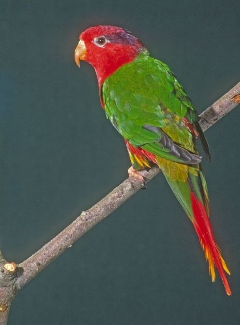 Fairy lorikeet Fairy Lorikeet World Parrot Trust