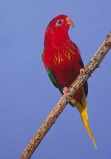 Fairy lorikeet Fairy Lorikeet Charmosyna pulchella Parrot Encyclopedia