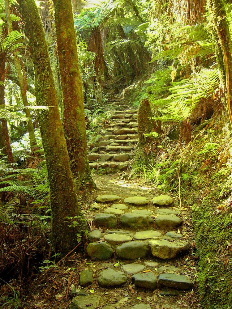 Fairy path Fairy Path New Zealand Sylvia Valentine Pictures from the Heart
