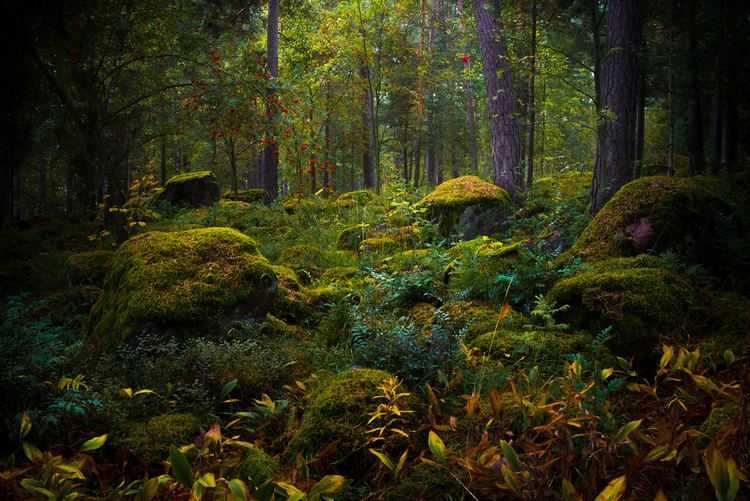 Fairy Tale Forest Fairytale Forest Jyrki Salmi Flickr