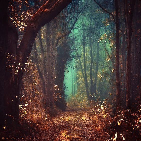 Fairy Tale Forest Mystic Fairy Tale Forest The Netherlands