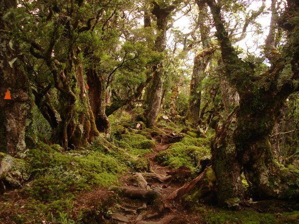Fairy Tale Forest fairy tale forest Hump Ridge new Zealand Fairy Tales