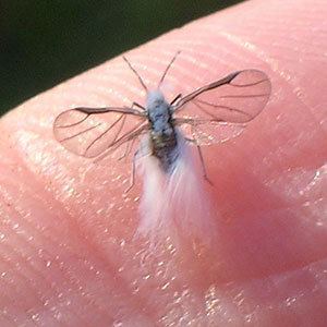 Fairyfly faintegratedscience Fairy Fly