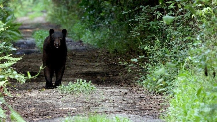 Fakahatchee Strand Preserve State Park Florida Black Bear In The Fakahatchee Strand Preserve State Park FL