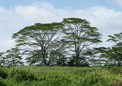 Falcataria Falcataria moluccana Moluccan Albizia Molucca Albizia