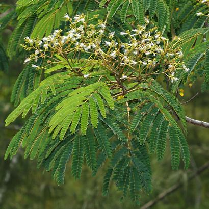 Falcataria Falcataria moluccana Moluccan Albizia Molucca Albizia