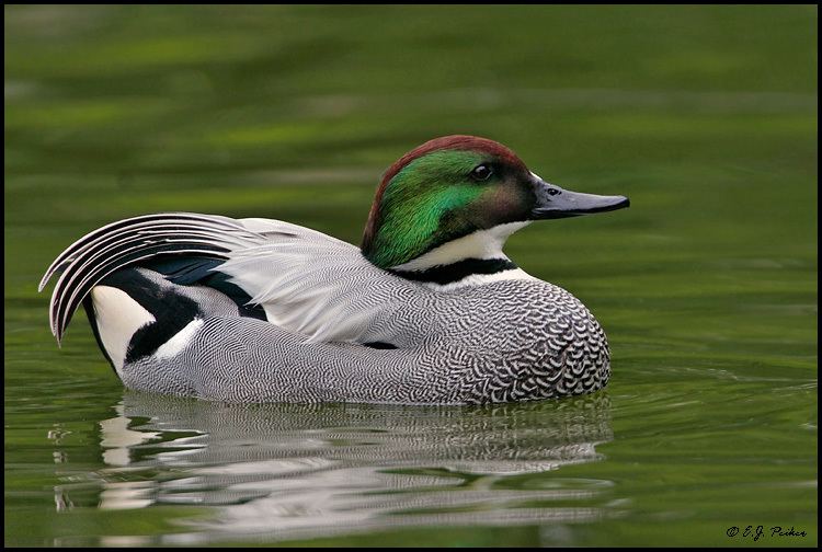 Falcated duck Falcated Duck Page