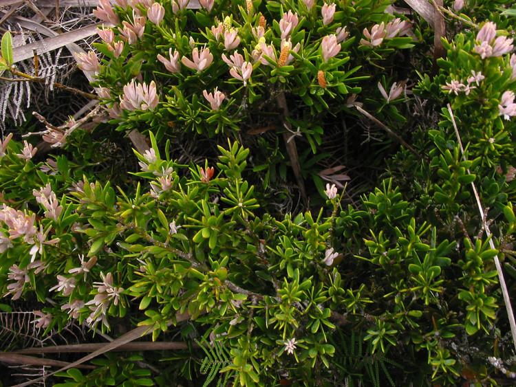 Falcatifolium Falcatifolium gruezoi Podocarpaceae image 27512 at PhytoImagessiuedu