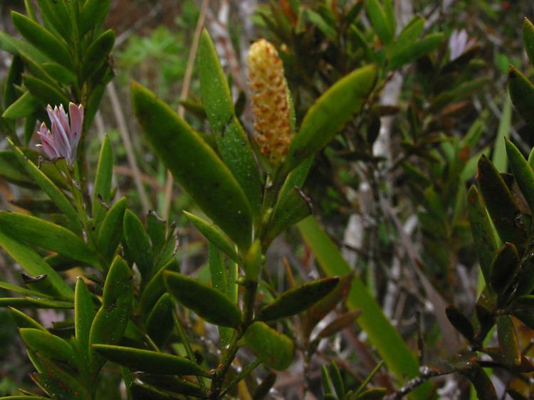 Falcatifolium Falcatifolium gruezoi Podocarpaceae image 27402 at PhytoImagessiuedu